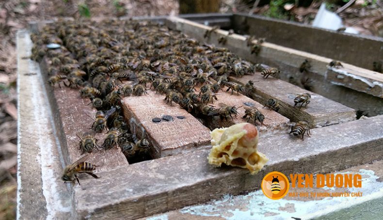 Đánh giá về mật ong của Mật ong Yên Dưỡng
