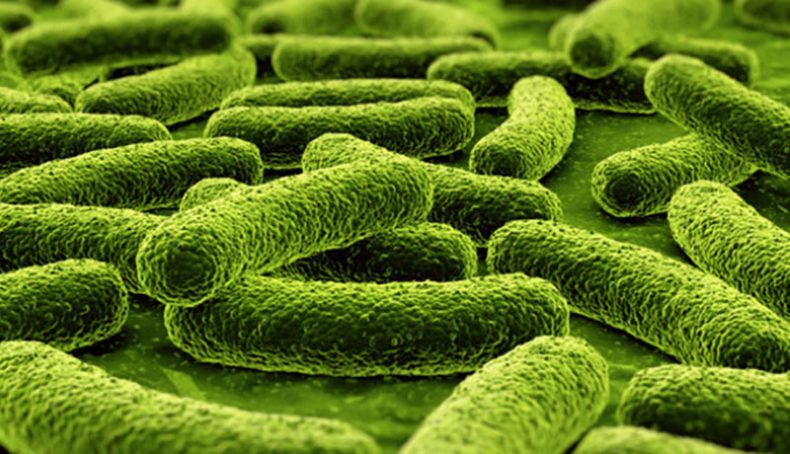 Lactobacillus plantarum chứa trong lợi khuẩn. (c) Iron Magazine